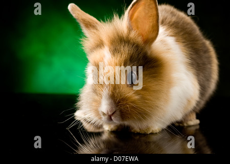 Photo de l'adorable lapin nain à tête de lion sur table en verre noir Banque D'Images