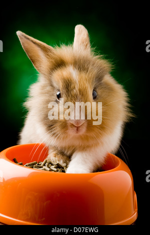 Photo de l'adorable lapin nain à tête de lion avec son bol de nourriture Banque D'Images