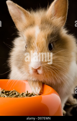 Photo de l'adorable lapin nain à tête de lion avec son bol de nourriture Banque D'Images