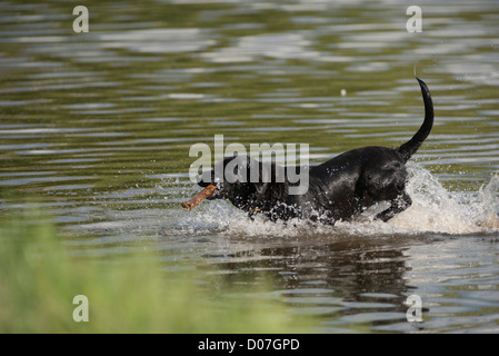 Chien labrador noir profitant de l'eau dans une rivière, aller chercher stick Banque D'Images