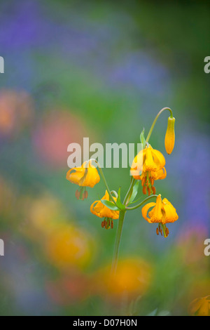 USA, l'État de Washington, l'Olympic National Park. Lily au milieu de fleurs sauvages le long de la Colombie-Britannique Hurricane Ridge Rd. Digital Composite. Banque D'Images