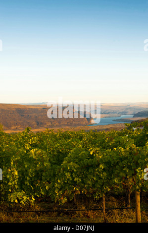 USA, Washington, Columbia Valley. L'aube sur la Cave B Estate Winery, un petit domaine. Banque D'Images