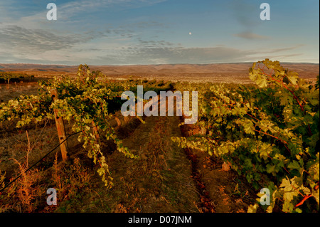 USA, Washington, Columbia Valley. L'aube sur la Cave B Estate Winery, un petit domaine. Banque D'Images