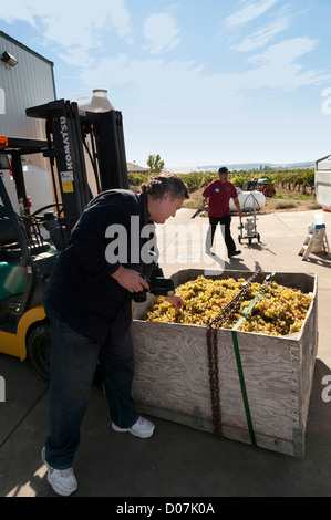 USA, Washington, Outlook, AVA Rattlesnake Hills. Propriétaire Paul Tollner inspecte les vendanges au vignoble principal Caves Tefft Banque D'Images