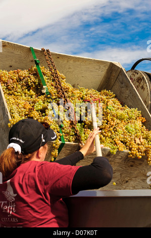 USA, Washington, Outlook, AVA Rattlesnake Hills. Rhonda propriétaire Taylor sortes Chenin Blanc de caves Tefft vignoble principal Banque D'Images