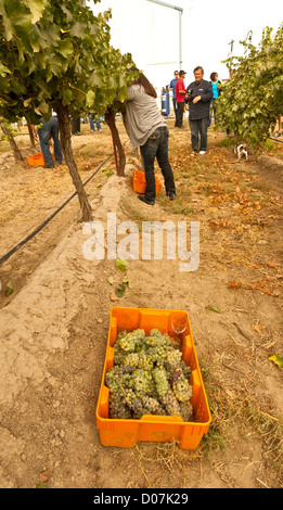 USA, Washington, Outlook, AVA Rattlesnake Hills. Les cueilleurs bénévoles harvest Chenin Blanc de caves Tefft vignoble principal Banque D'Images