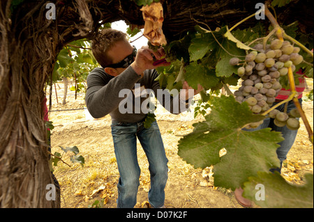 USA, Washington, Outlook, AVA Rattlesnake Hills. Les cueilleurs bénévoles harvest Chenin Blanc de caves Tefft vignoble principal Banque D'Images