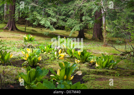 États-unis, WA, Bainbridge Island. Bloedel Reserve. Groupe d'lysichiton (Lysichiton americanus) d'algues dans les milieux humides forestiers trail. Banque D'Images