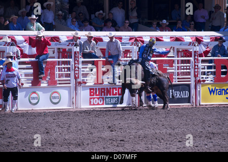 Un cavalier tient son taureau au cours de la Calgary Stampede cas de juillet 2012 Banque D'Images