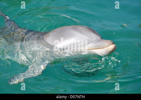 Smiling Dolphin Close Up dans l'eau Banque D'Images