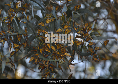 Beaux Papillons monarques se percher dans un arbre Banque D'Images