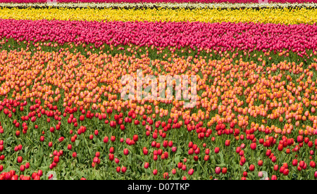 Un champ de tulipes colorées en fleurs photographiés dans un motif géométrique abstraite. Banque D'Images