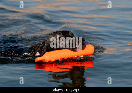 Labrador noir de la récupération de bouclier de formation Banque D'Images