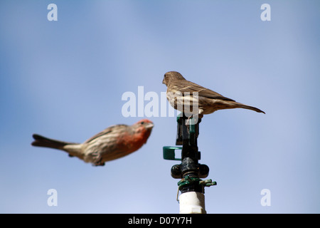 Roselin familier mâle et femelle sur l'eau Spicket, Anaheim en Californie Banque D'Images