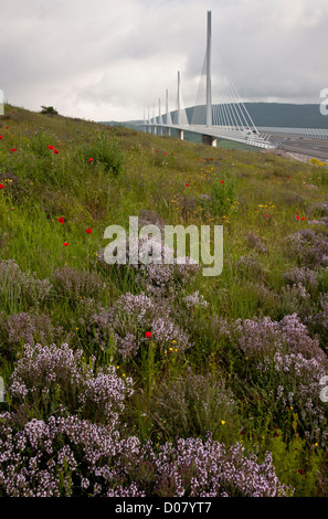 Viaduc de Millau ou le viaduc de Millau, de thym et d'autres fleurs, sur l'A75 l'autoroute E11, gorges du tarn. Cévennes, France. Banque D'Images