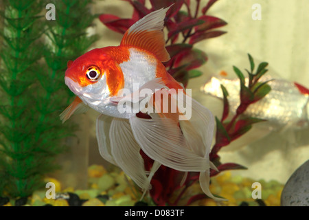 Dans un aquarium Poisson Rouge Oranda Banque D'Images