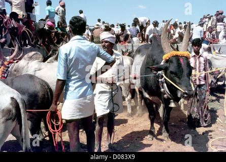 Jallikattu stockade à Aralipparai près de Madurai, Tamil Nadu, Inde Banque D'Images