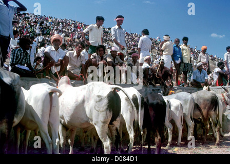 Jallikattu stockade à Aralipparai près de Madurai, Tamil Nadu, Inde Banque D'Images