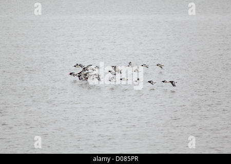 Troupeau d'huîtriers (Haematopus ostralegus),à Snettisham RSPB. Le Norfolk. Août 2011 Banque D'Images