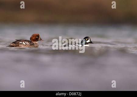 Garrot d'Islande (Bucephala islandica) natation hommes et femmes ensemble, le lac Myvatn, l'Islande, juin Banque D'Images