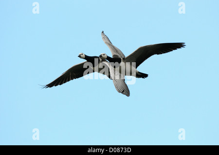 Bernache nonnette (Branta leucopsis) deux oiseaux ensemble en vol, l'Islande, juin Banque D'Images