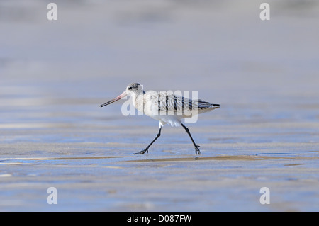 Barge à queue noire (Limosa limosa) en plumage d'hiver, s'exécutant sur une plage de sable, Yorkshire, Angleterre, Février Banque D'Images