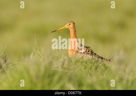 Barge à queue noire (Limosa limosa) adulte en plumage nuptial, marchant derrière banque herbeux, l'Islande, juin Banque D'Images