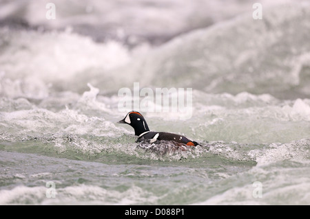 L'Arlequin plongeur (Histrionicus histrionicus) masculin natation dans les eaux vives, l'Islande, juin Banque D'Images