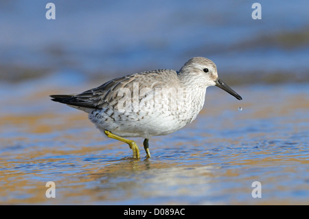 Bécasseau maubèche (Calidris canutus) en plumage d'hiver, la marche dans l'eau de mer peu profonde, Yorkshire, Angleterre, Février Banque D'Images