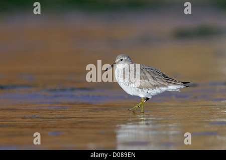 Bécasseau maubèche (Calidris canutus) en plumage d'hiver, walking on beach, Yorkshire, Angleterre, Février Banque D'Images