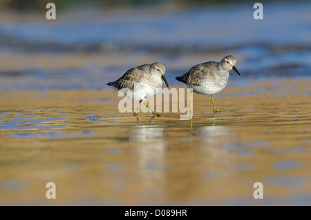 Bécasseau maubèche (Calidris canutus) deux oiseaux en plumage d'hiver, à marcher ensemble sur la plage, Yorkshire, Angleterre, Février Banque D'Images