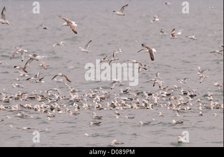 Le nord de l'Fulamr (Fulmarus glacialis) grande bande nourrir ensemble sur la surface de la mer, de l'Islande, juin Banque D'Images