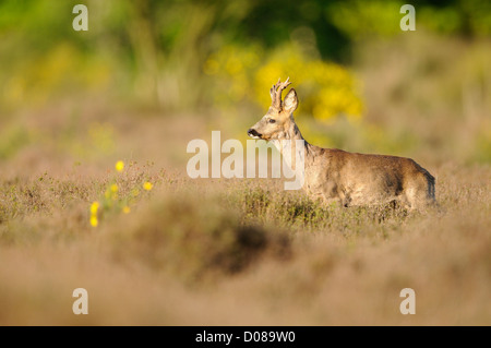 L'ouest de chevreuils (Capreolus capreolus) mâle debout parmi la bruyère, Holland, Mai Banque D'Images