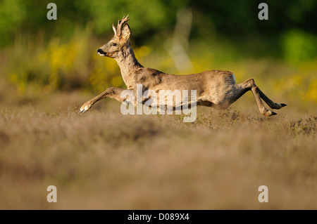 L'ouest de chevreuils (Capreolus capreolus) mâle passant par Heather, Holland, Mai Banque D'Images