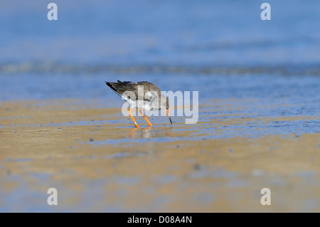 Chevalier arlequin (Tringa totanus) dans l'eau d'alimentation, Yorkshire, Angleterre, Février Banque D'Images