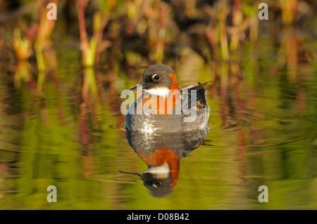 Le Phalarope à bec étroit (Phalaropus lobatus) au repos sur l'eau, de l'Islande, juin Banque D'Images