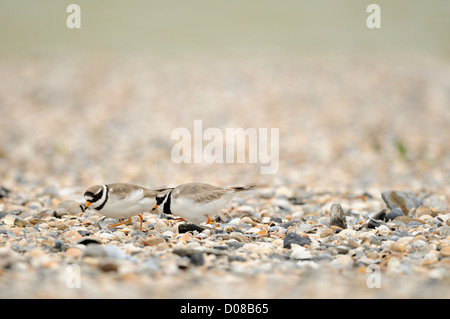 Ringed Plover (Charadrius hiaticula) couple ensemble au nid, l'échange de droits d'incubation, Holland, Mai Banque D'Images