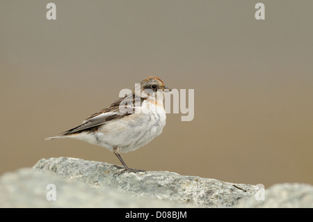 Bruant des neiges (Plectrophenax nivalis) femelle en plumage nuptial perché sur le roc, l'Islande, juin Banque D'Images