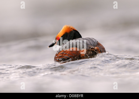 Des palettes ou Grèbe esclavon (Podiceps auritus) natation, en plumage nuptial en été, vue de l'arrière, l'Islande, juin Banque D'Images