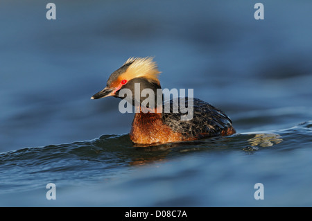 Des palettes ou Grèbe esclavon (Podiceps auritus) natation, en plumage nuptial en été, l'Islande, juin Banque D'Images