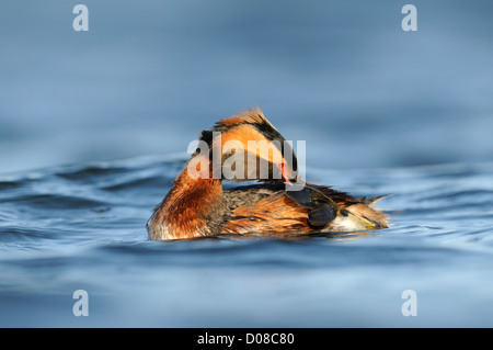 Quantite Grebe (Podiceps auritus) sur la surface de l'eau en été, lissage, plumage nuptial, l'Islande, juin Banque D'Images