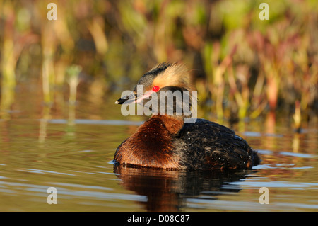 Des palettes ou Grèbe esclavon (Podiceps auritus) en plumage nuptial en été, sur l'eau, de l'Islande, juin Banque D'Images