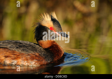 Des palettes ou Grèbe esclavon (Podiceps auritus) en plumage nuptial en été, natation, Icekand, juin Banque D'Images