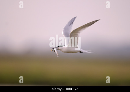 Sterne caugek (Sterna sandvicensis) en vol avec le poisson dans son bec, Holland, Mai Banque D'Images