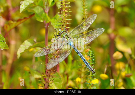 Libellule Anax imperator (Empereur) mâle au repos sur la végétation aquatique, Oxfordshire, Angleterre, juin Banque D'Images