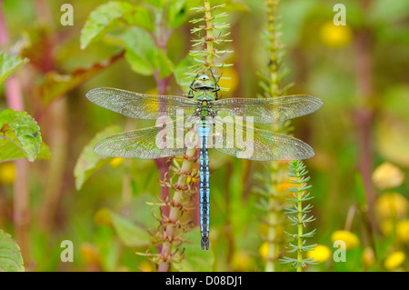 Libellule Anax imperator (Empereur) mâle au repos sur la végétation aquatique, Oxfordshire, Angleterre, juin Banque D'Images