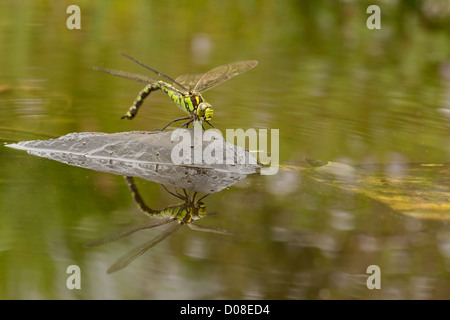 Le sud de Hawker Dragonfly (Aeshna) cycnea femme reposant sur le roc, Oxfordshire, Angleterre, Août Banque D'Images