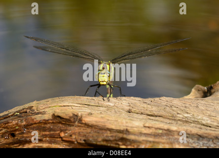 Le sud de Hawker Dragonfly (Aeshna) cycnea femme reposant sur le bois pourri, Oxfordshire, Angleterre, Août Banque D'Images