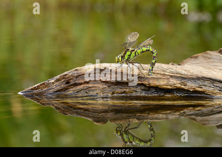 Le sud de Hawker Dragonfly (Aeshna cycnea) femelle en ponte dans le bois pourri, Oxfordshire, Angleterre, Août Banque D'Images