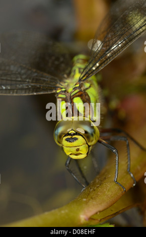 Le sud de Hawker Dragonfly (Aeshna) cycnea close-up de tête de femme, Oxfordshire, Angleterre, Août Banque D'Images